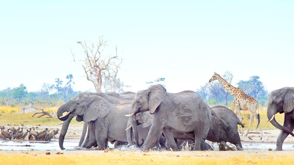 Western Hwange National Park