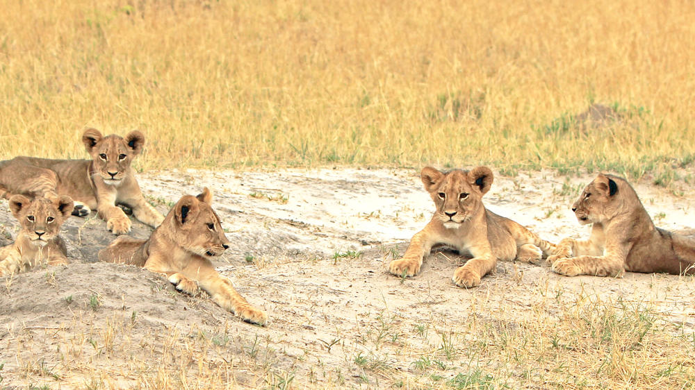 Western Hwange National Park