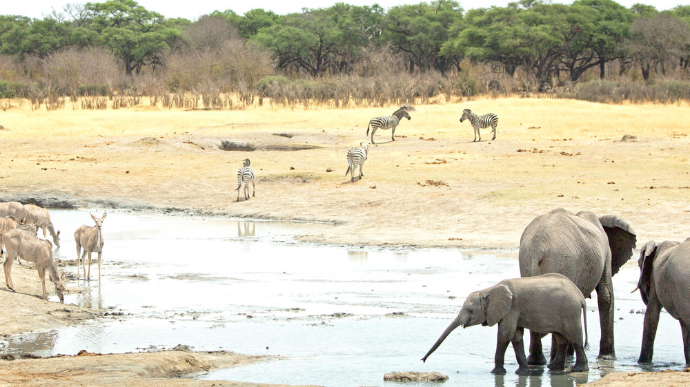 Western Hwange National Park