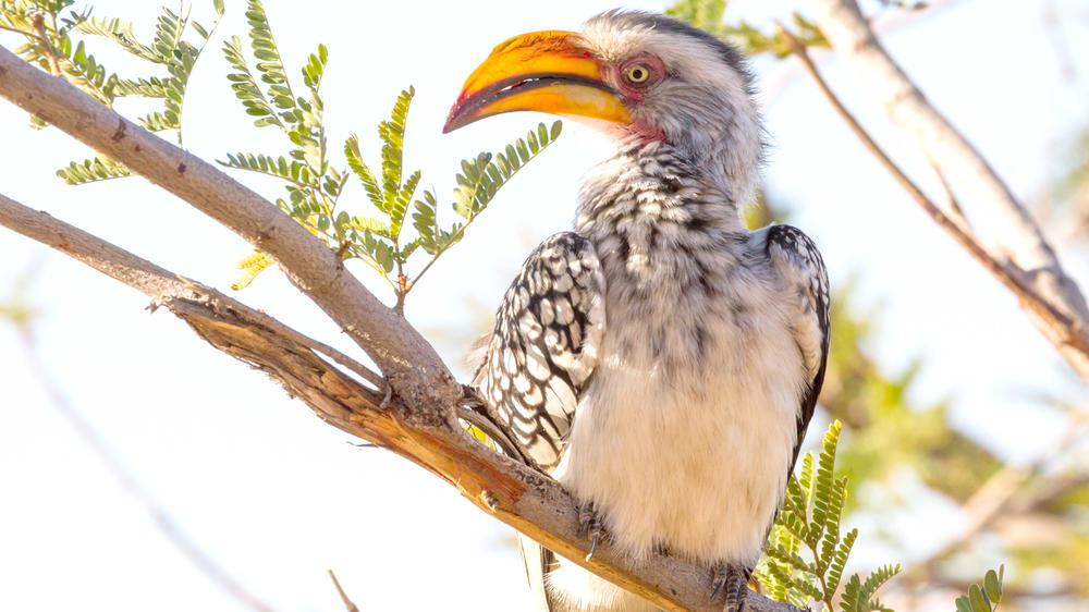 Western Hwange National Park