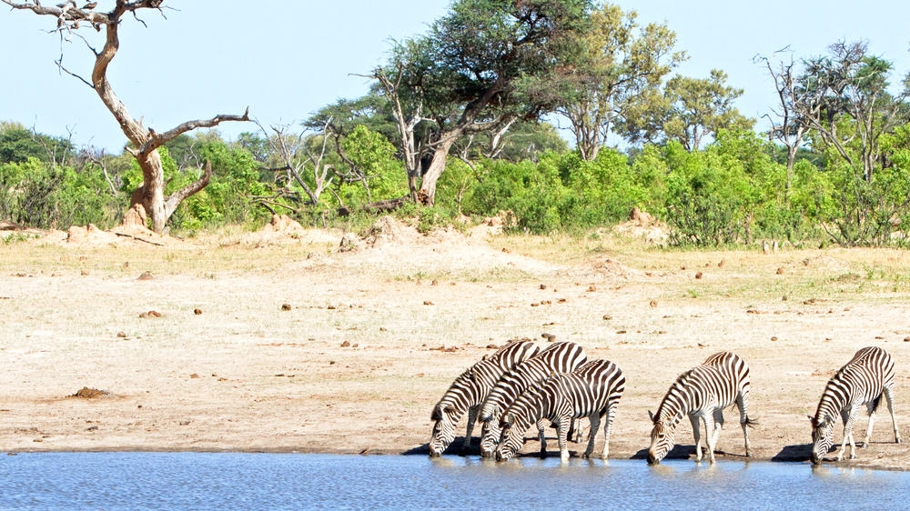Western Hwange National Park