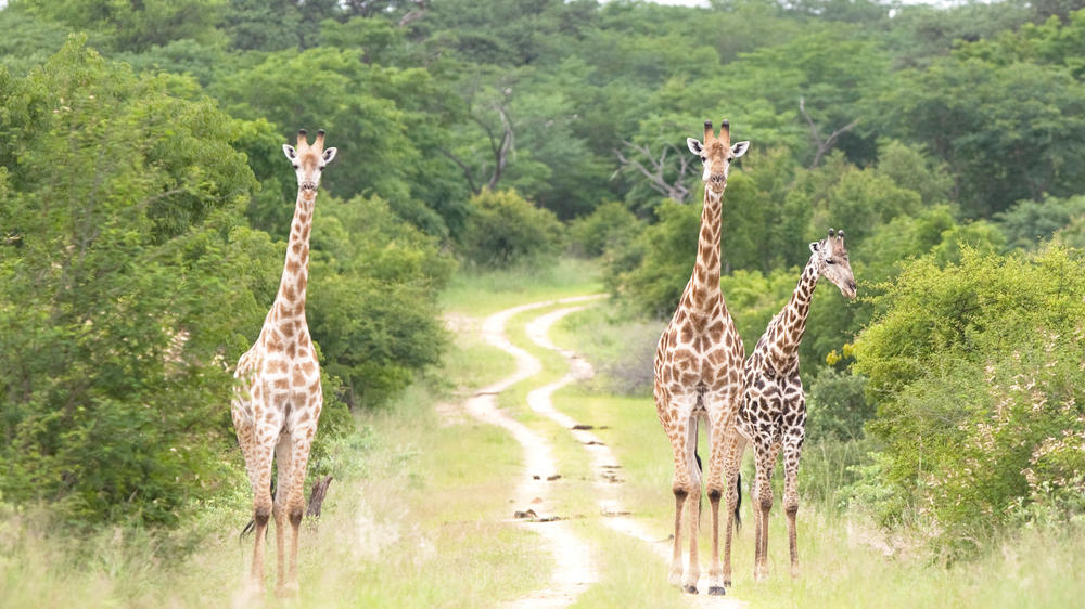 Western Hwange National Park