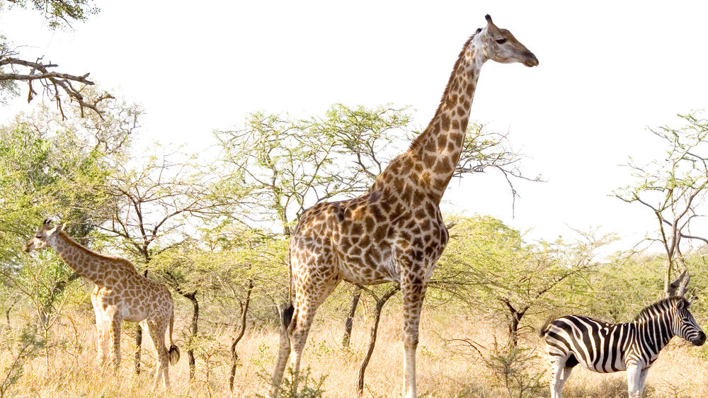 Babanango Game Reserve