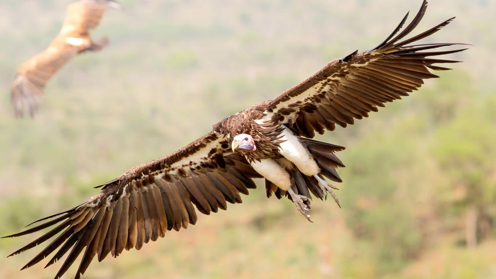 Babanango Game Reserve