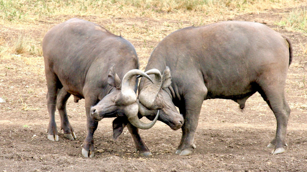 Babanango Game Reserve
