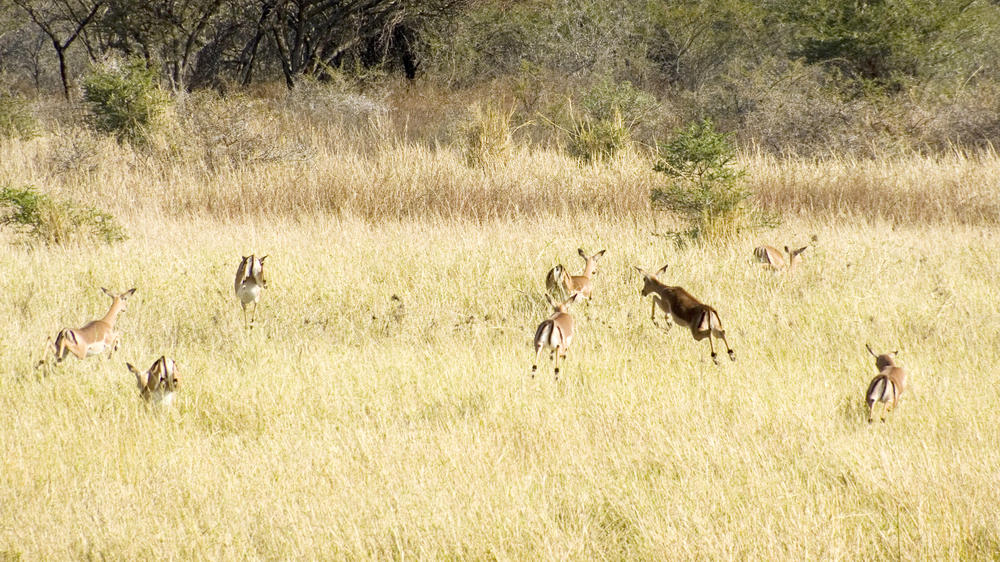 Babanango Game Reserve