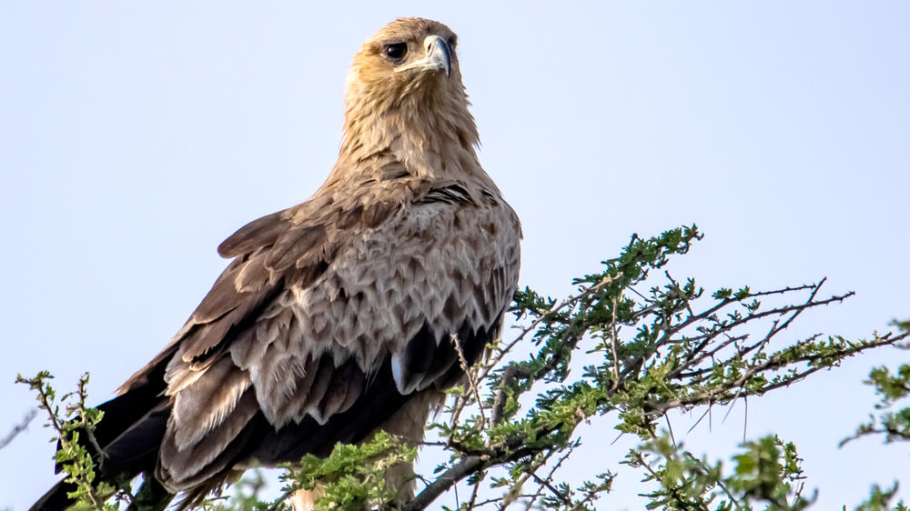 Babanango Game Reserve