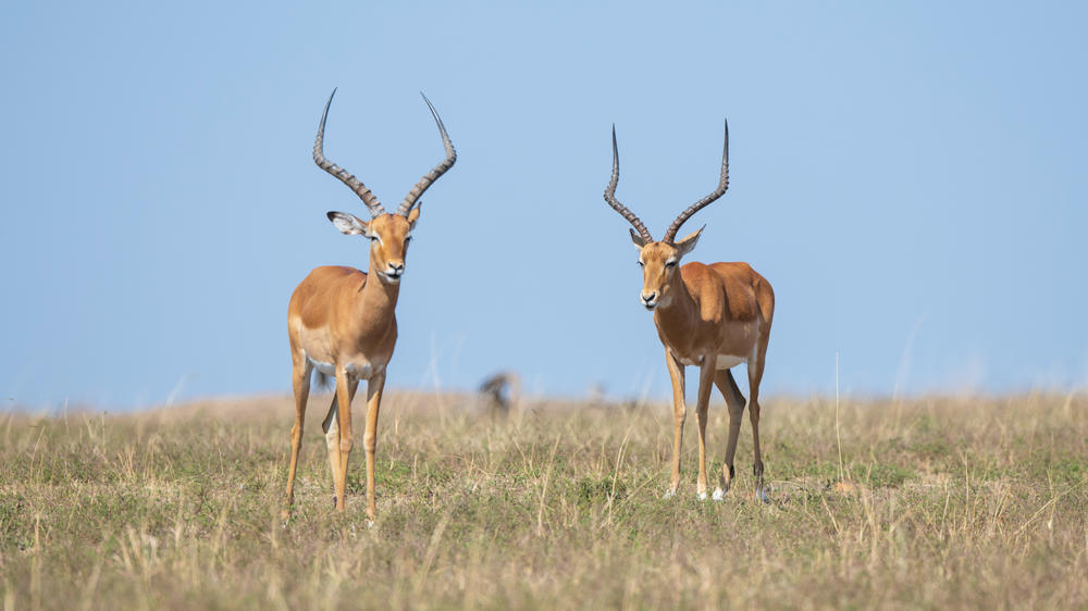 Babanango Game Reserve