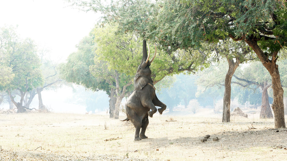 African Bush Camps Zambezi Expeditions