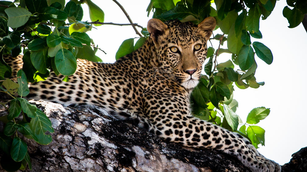 African Bush Camps Zambezi Expeditions