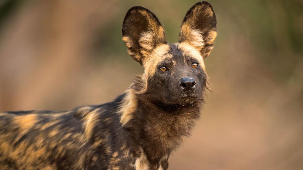 African Bush Camps Zambezi Expeditions