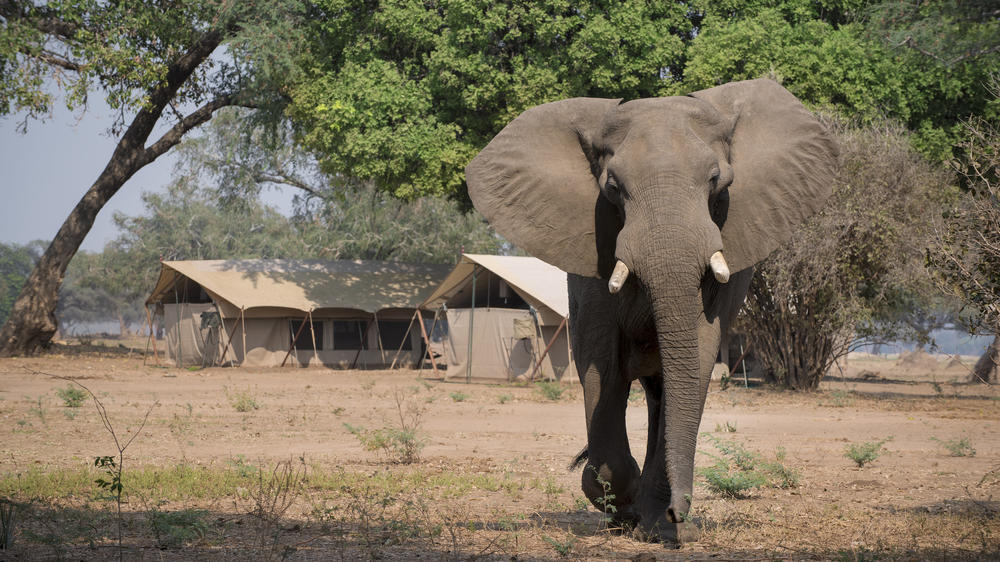 African Bush Camps Zambezi Expeditions