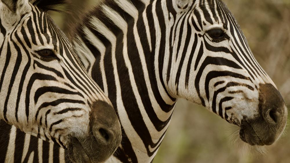 mFulaWozi Biyela Lodge