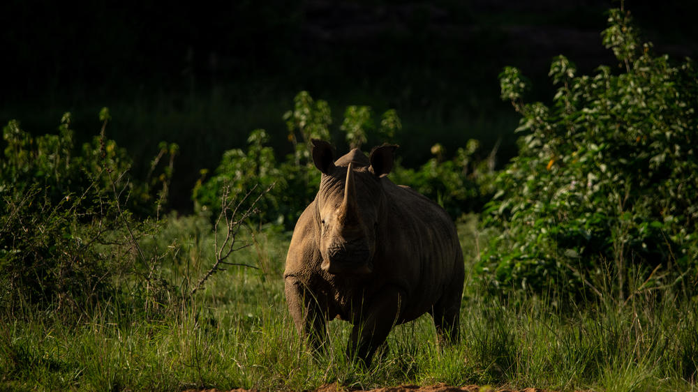 South Africa - 4-day Hluhluwe Safari with Biyela Lodge -  Private accommodated