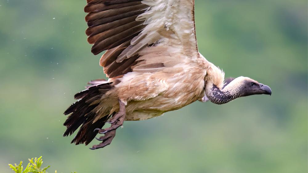 Babanango - Madwaleni River Lodge