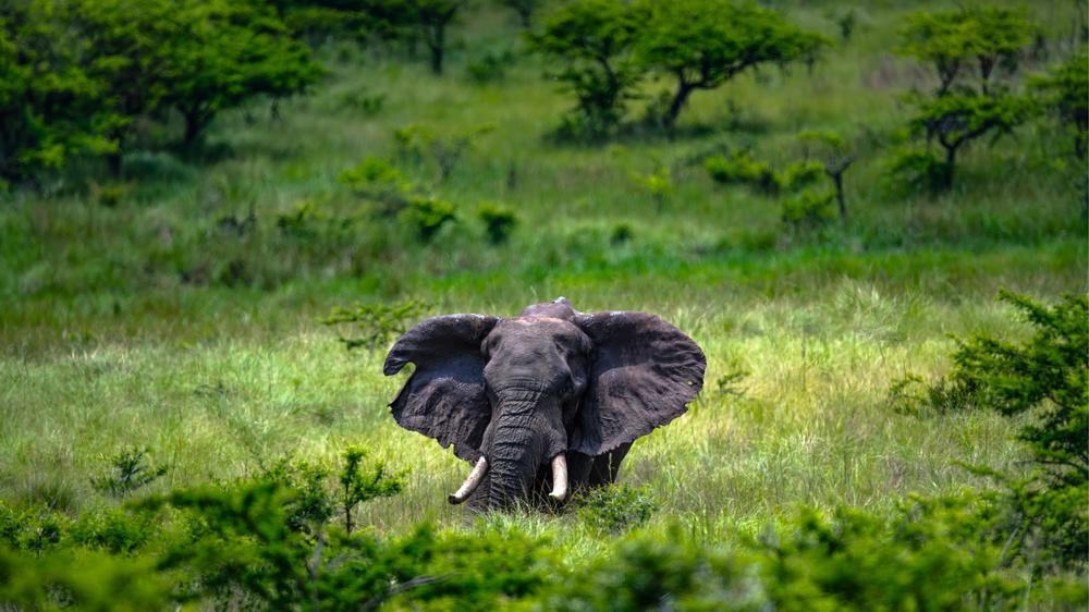 Babanango - Madwaleni River Lodge