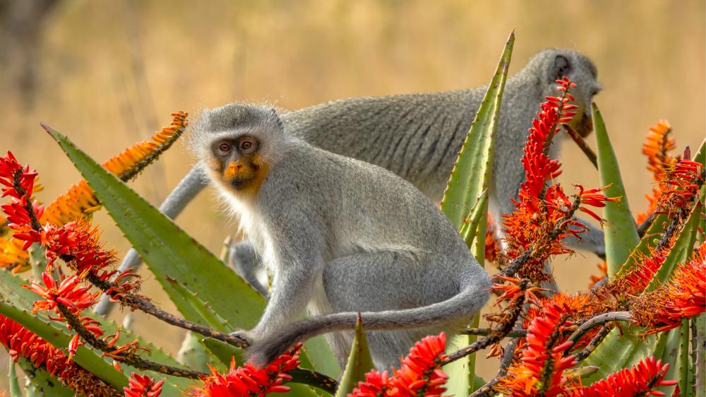 Babanango - Madwaleni River Lodge