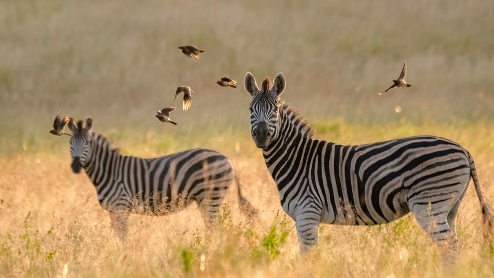 Babanango - Madwaleni River Lodge
