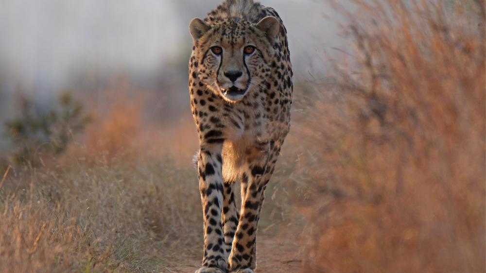 Babanango - Madwaleni River Lodge