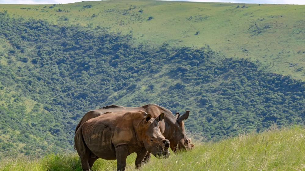 Babanango - Madwaleni River Lodge
