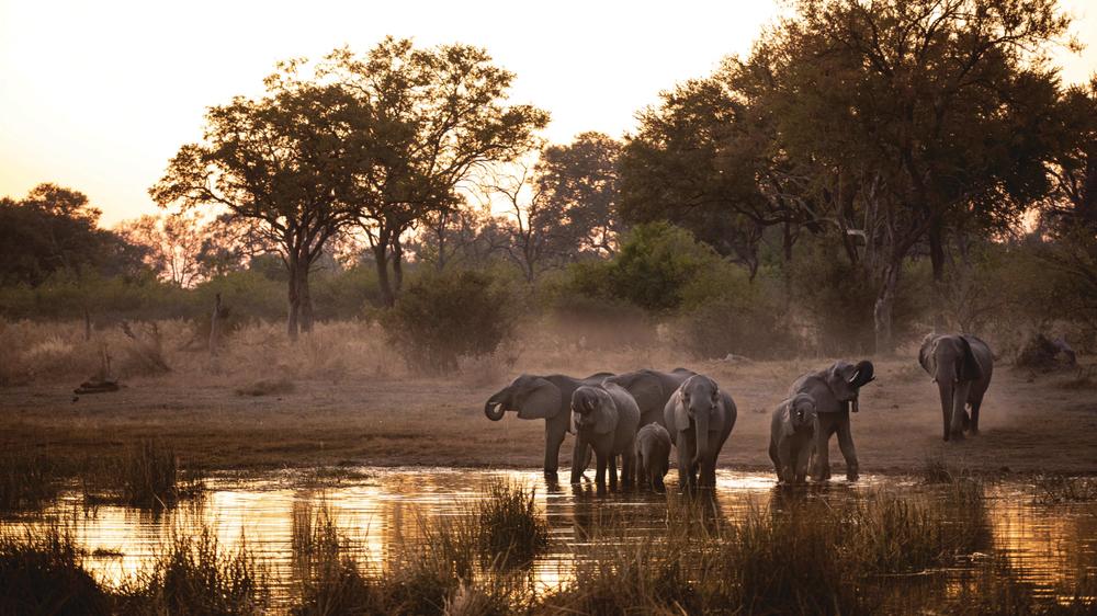 Selinda Explorers Camp