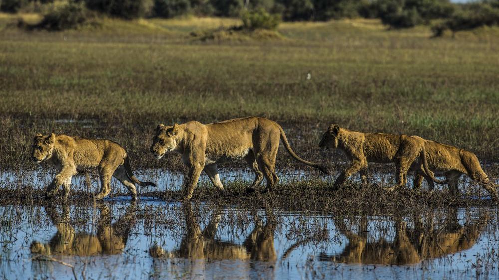 Selinda Explorers Camp