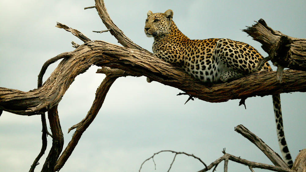 Selinda Explorers Camp