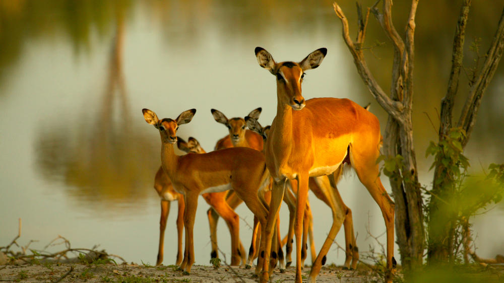 Selinda Explorers Camp