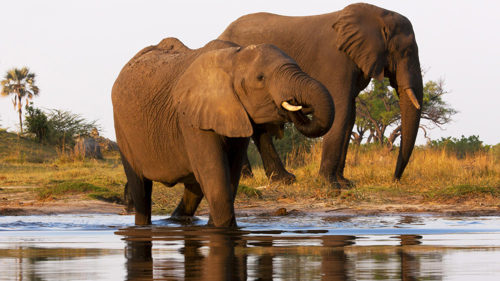 Selinda Explorers Camp