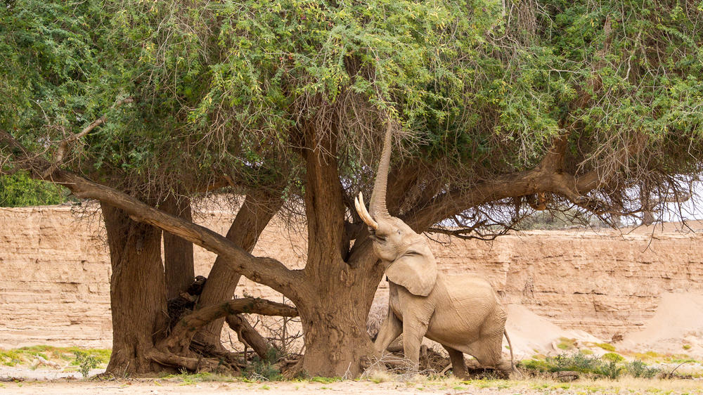 Wilderness Hoanib Skeleton Coast Camp
