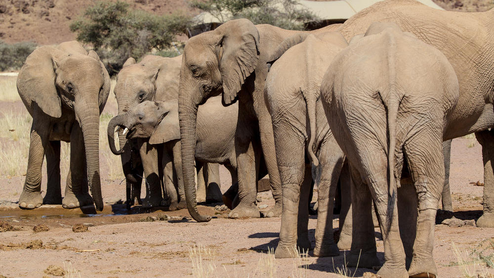 Wilderness Hoanib Skeleton Coast Camp