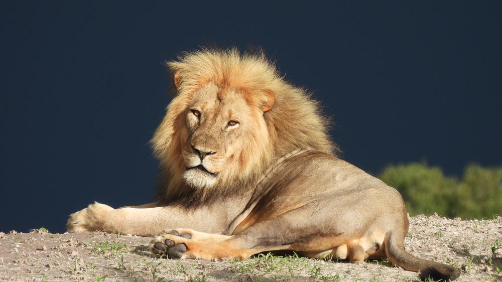 Zimbabwe - 4-day Hwange Safari with Silwane Lodge - Private Accommodated