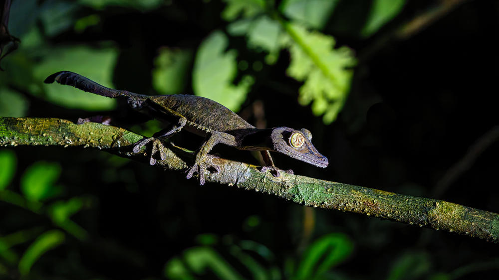 Masoala Forest Lodge