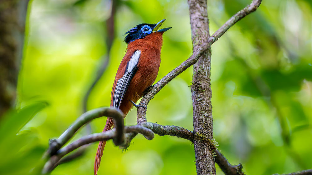 Masoala Forest Lodge