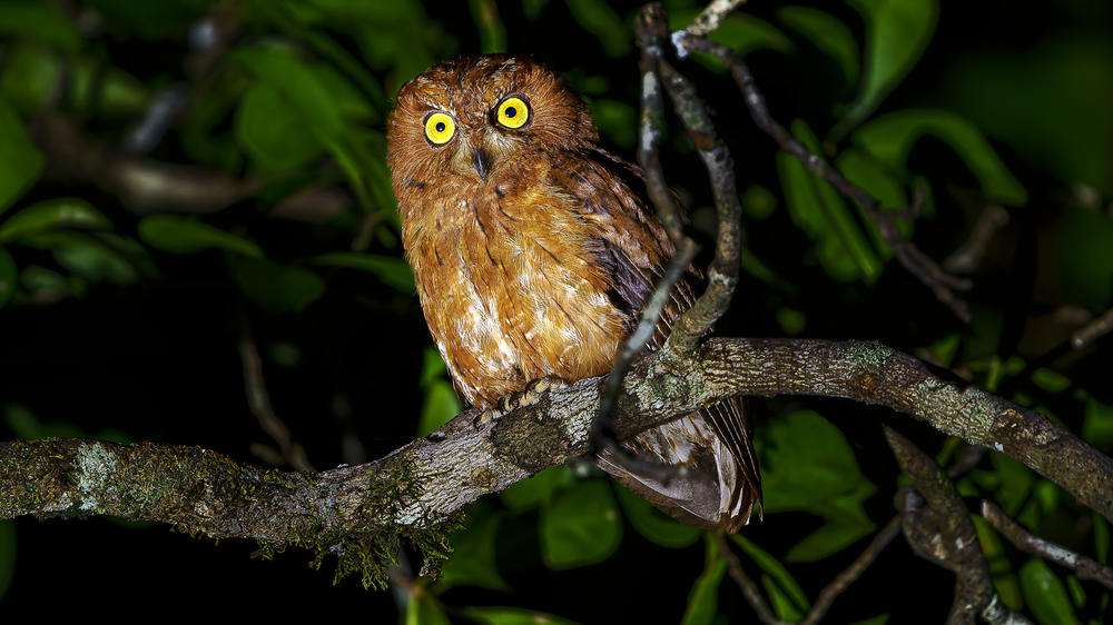 Masoala Forest Lodge