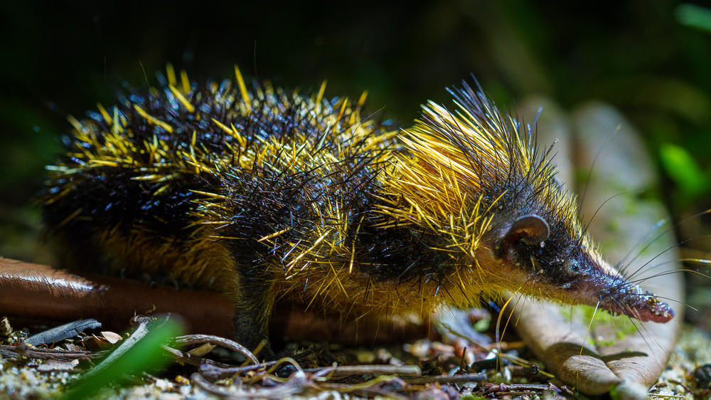 Masoala Forest Lodge