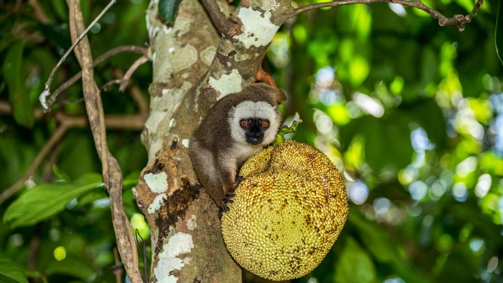 Masoala Forest Lodge