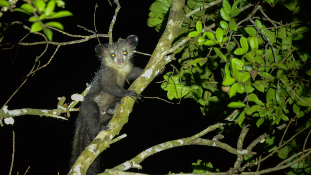 Masoala Forest Lodge