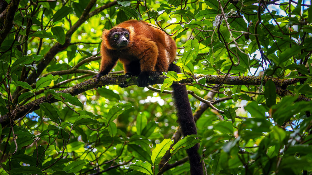 Masoala Forest Lodge