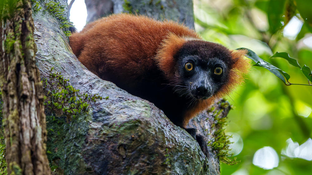 Masoala Forest Lodge