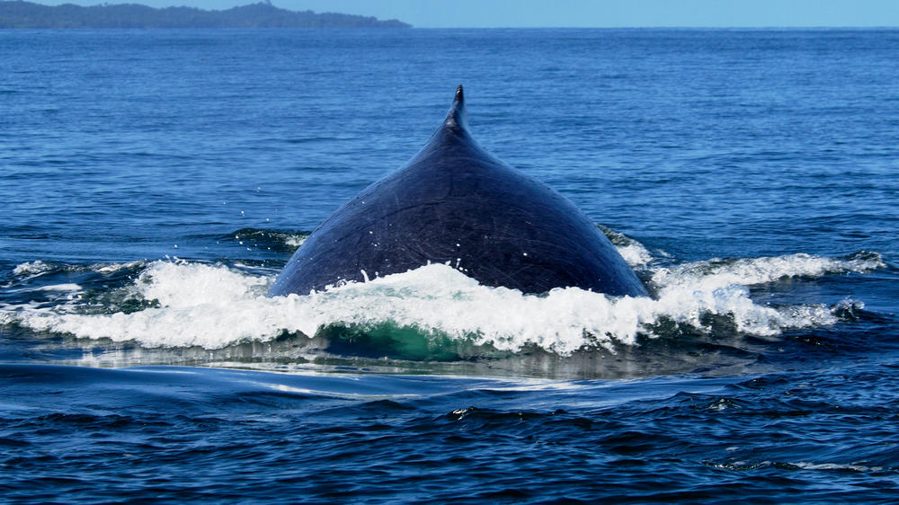 Masoala Forest Lodge