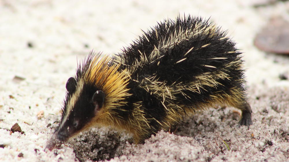 Masoala Forest Lodge