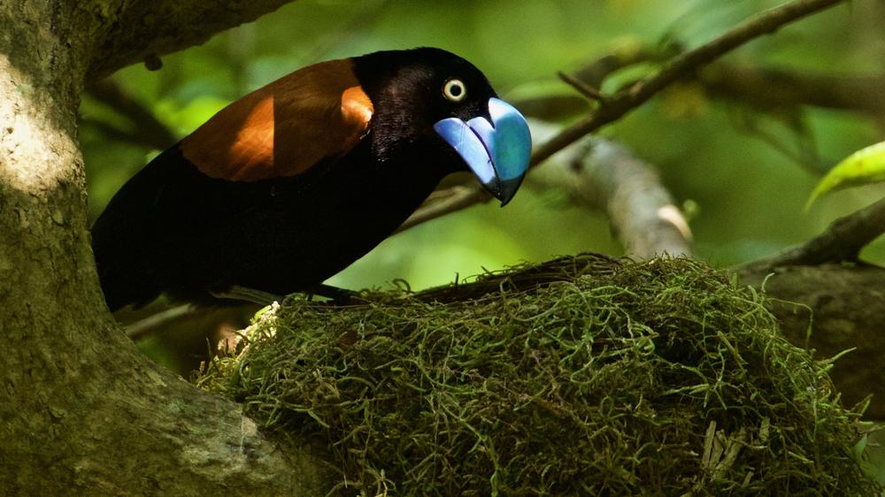 Masoala Forest Lodge