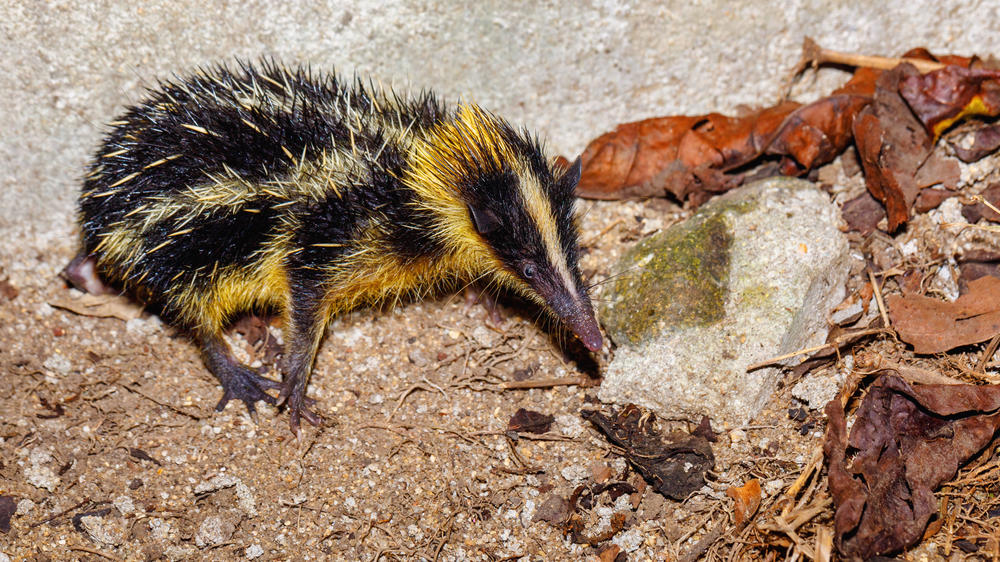 Masoala National Park