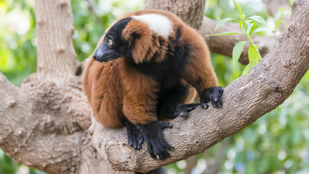 Masoala National Park