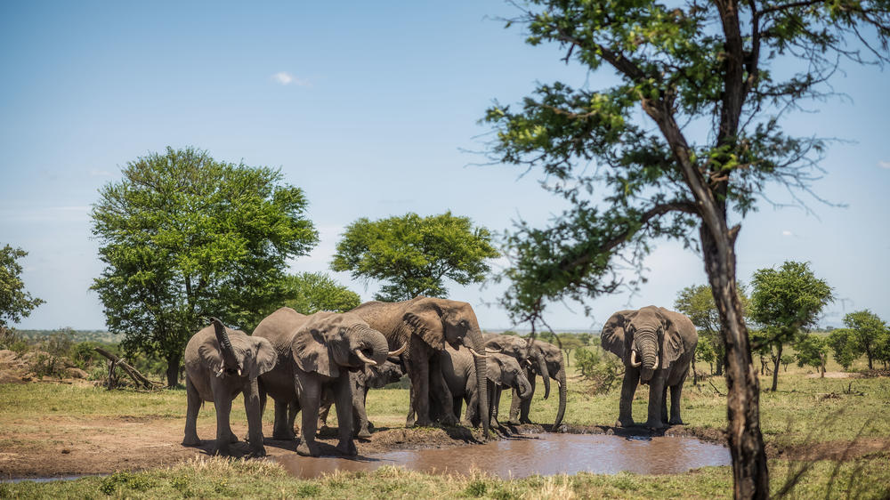 Elewana Serengeti Pioneer Camp