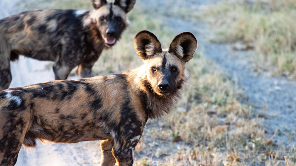 Kwando Private Reserve