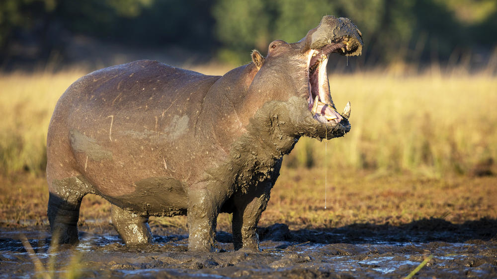 Kwando Private Reserve