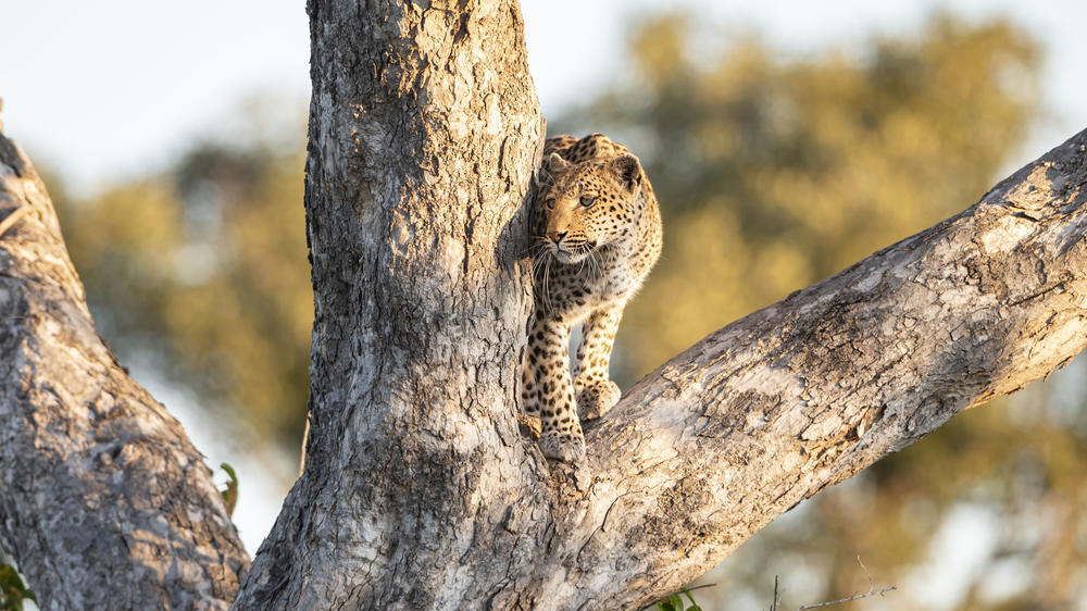 Kwando Private Reserve