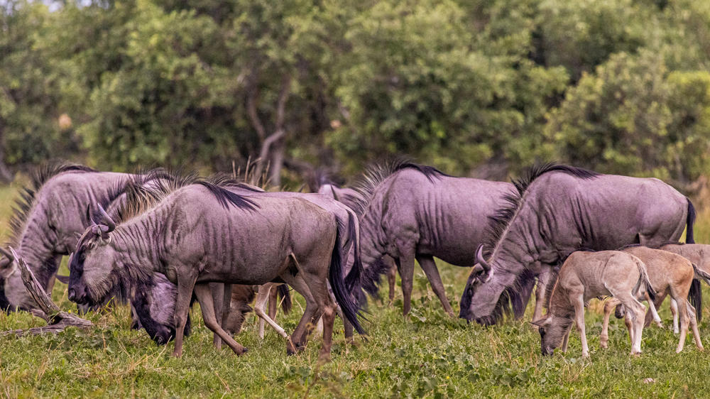 Kwando Private Reserve